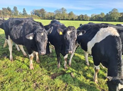 6 PBR Incalf heifers Pedigree Hol/Fr
