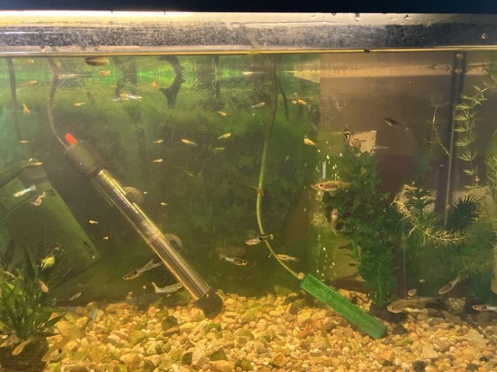 Fish tank with guppies