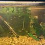 Fish tank with guppies Image 4