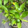 Extra large 130cm high x 75cm diameter very established calamondin citrus tree in weathered terracotta pot Image 5