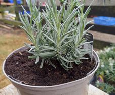 Lavender Plants