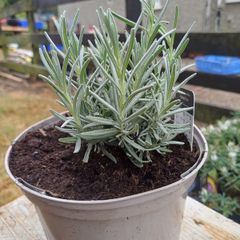 Lavender Plants