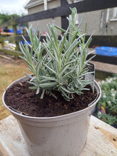 Lavender Plants