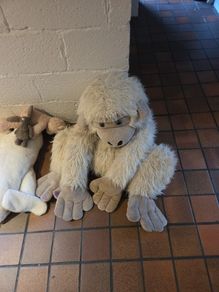 Teddys