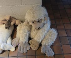 Teddys