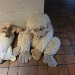Teddys