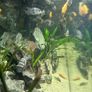 Aquael Opti Glass Aquarium  300L with Cabinet Fluval Filter & Plant Light Image 8
