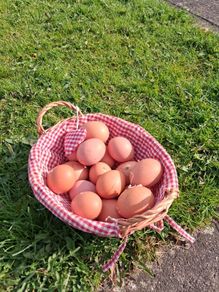Free range eggs