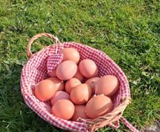 Free range eggs