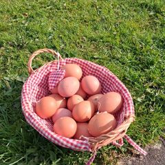 Free range eggs