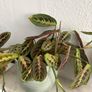 Maranta prayer plant Image 2