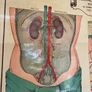 Vintage Poster Anatomical Wall Chart 1940s Image 6