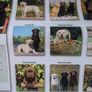 Labrador calender 2020 Image 2