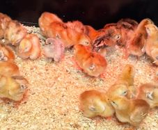 Heritage Rhode Island Red chicks