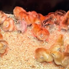 Heritage Rhode Island Red chicks