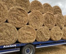 Hay