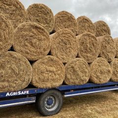 Hay