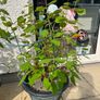 Hydrangea - Pink Annabelle x 2 Image 4