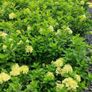 Hydrangea Limelight  in 3 litre pot just 10 euro Image 3