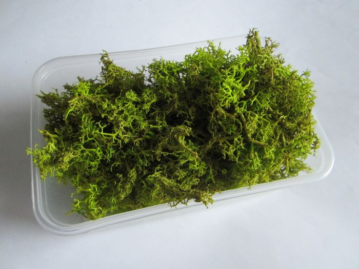 Jar of spring Green Reindeer Moss (Lichen)
