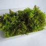 Jar of spring Green Reindeer Moss (Lichen) Image 7