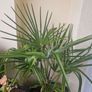 Trachycarpus fortunei (Windmill Palm) Image 2