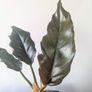 Philodendron choco Empress Plant Image 2