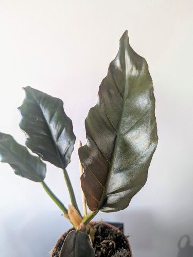 Philodendron choco Empress Plant