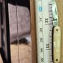 pen knife Image 4