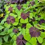 plants for sale Image 10