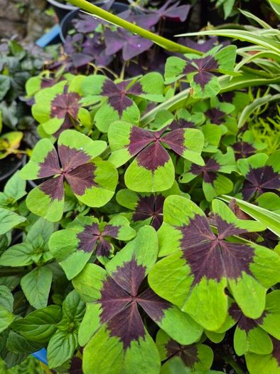 plants for sale