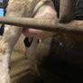 Heifers Image 3
