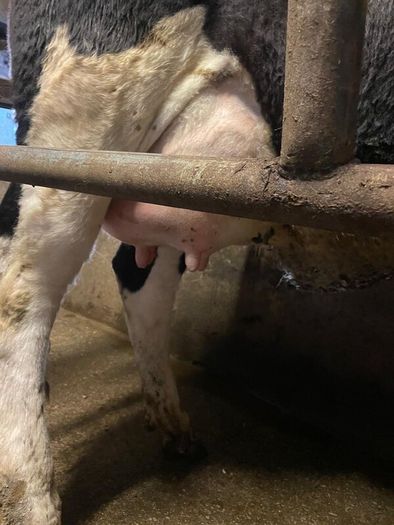 Heifers