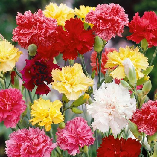 (C) Carnation Dianthus seeds Grenadin 0.5g (508007)