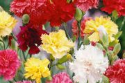 (C) Carnation Dianthus seeds Grenadin 0.5g (508007)