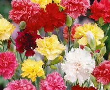 (C) Carnation Dianthus seeds Grenadin 0.5g (508007)