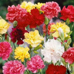 (C) Carnation Dianthus seeds Grenadin 0.5g (508007)