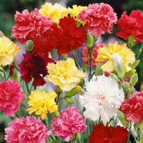 (C) Carnation Dianthus seeds Grenadin 0.5g (508007)