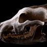 1/1 resin copy of a wolf skull. Image 3
