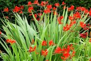 Crocosmia Lucifer XL