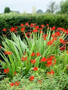 Crocosmia Lucifer XL