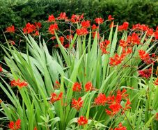 Crocosmia Lucifer XL