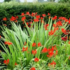 Crocosmia Lucifer XL