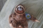planet earth posh paws sloth