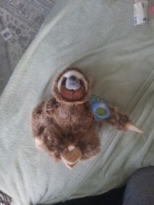 planet earth posh paws sloth