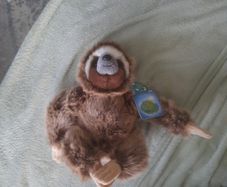 planet earth posh paws sloth