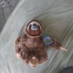 planet earth posh paws sloth