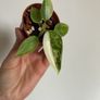 Philodendron Jose Buono Image 3