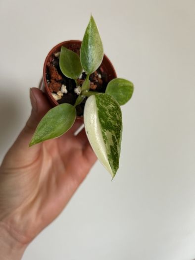 Philodendron Jose Buono