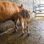 First calving springers with limousin calves Image 4